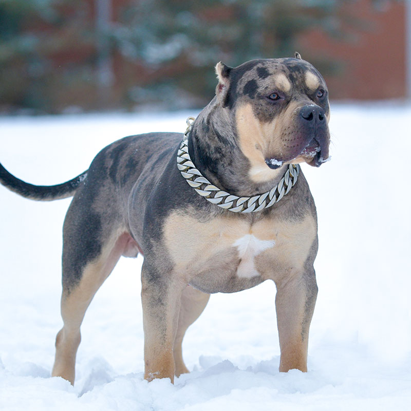 xtreme monster merle male pitbull bully plays in snow