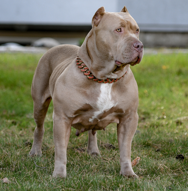 XXL American Bully Female