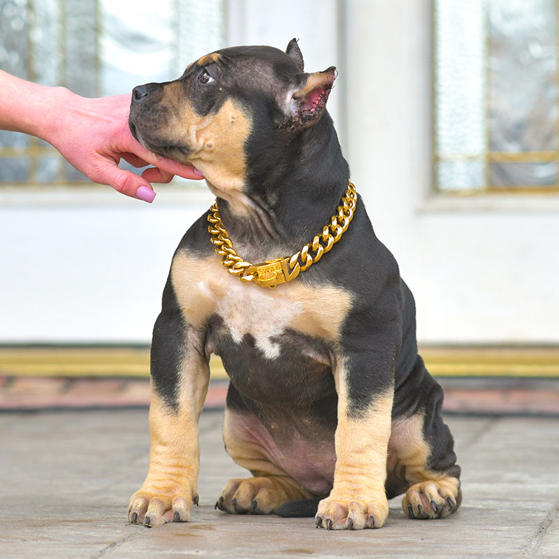 Red nose Pitbull puppy won 1st place on dog show