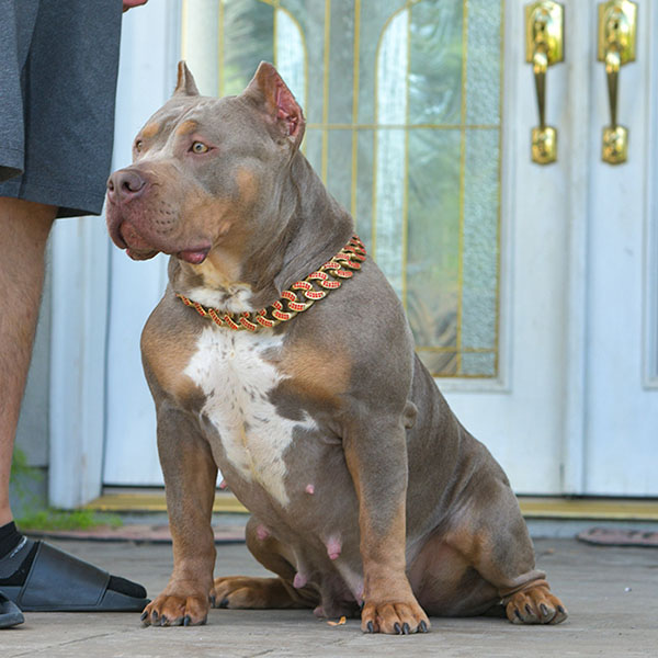 Huge Pitbull Puppies for sale. Blue Nose Pitbulls, Merle Tri Lilac ...