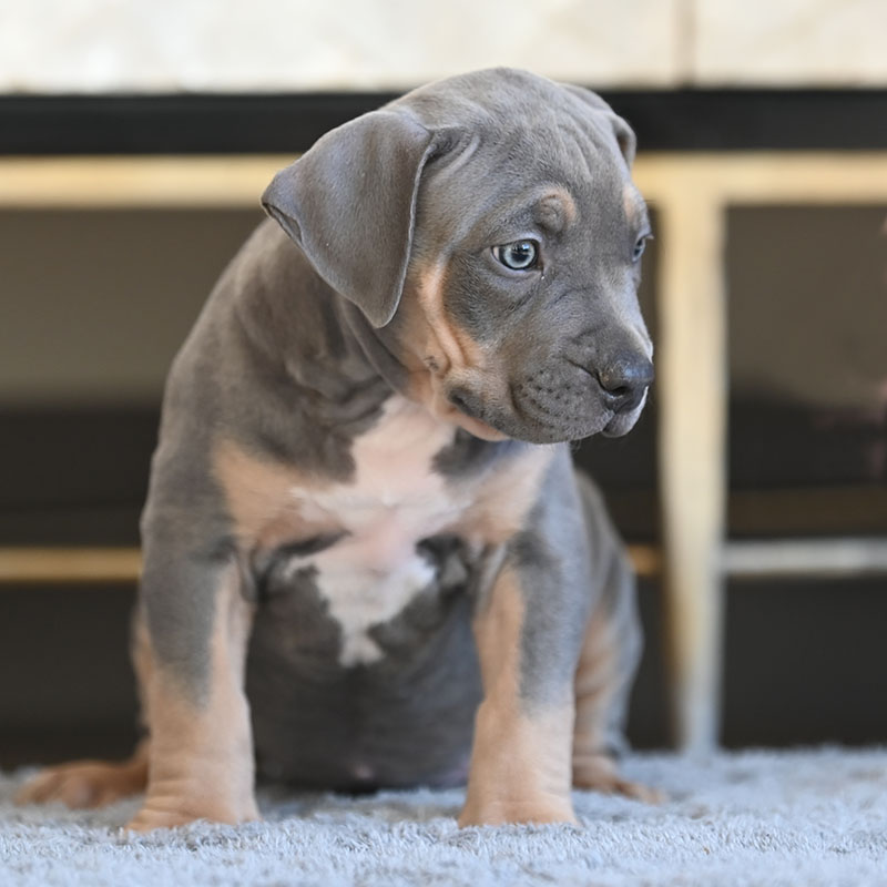 Huge Pitbull Puppies for sale. Blue Nose Pitbulls, Merle Tri Lilac ...