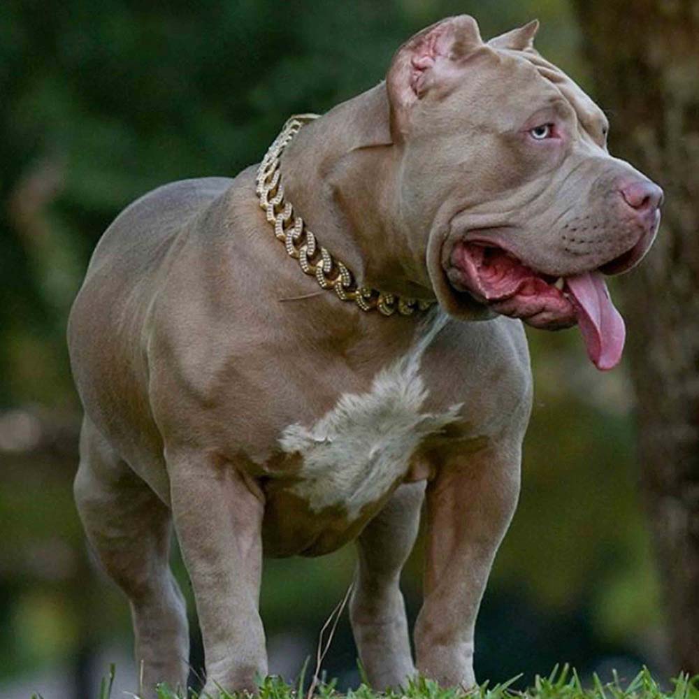 Xxl Merle Bully Pitbull Stud And Pitbull Puppies For Sale