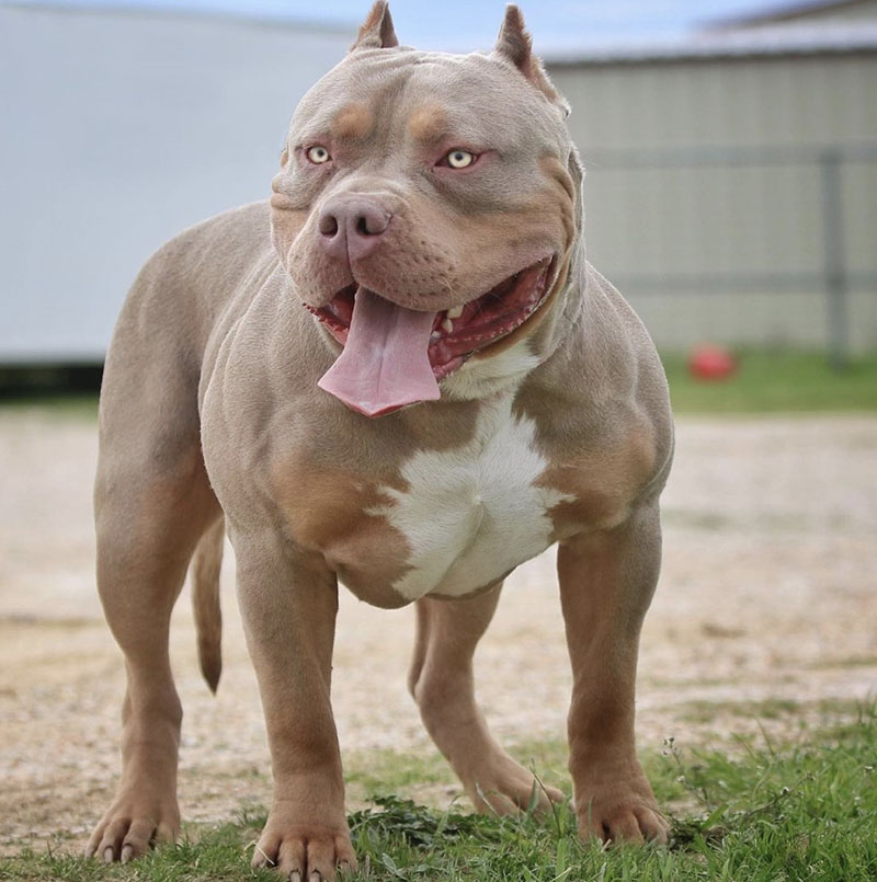 Huge Pitbull Puppies for sale. Blue Nose Pitbulls, Merle Tri Lilac ...