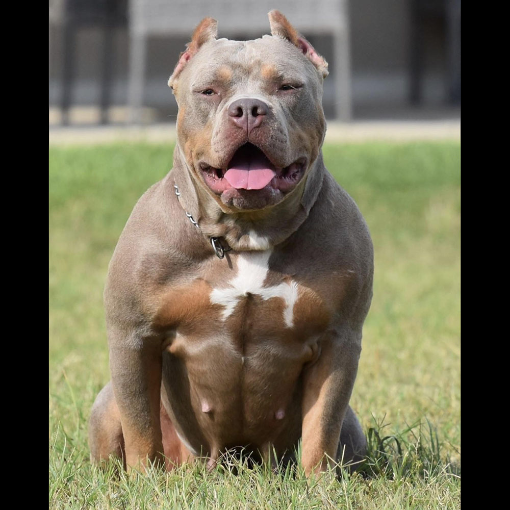 Huge Pitbull Puppies for sale. Blue Nose Pitbulls, Merle ...