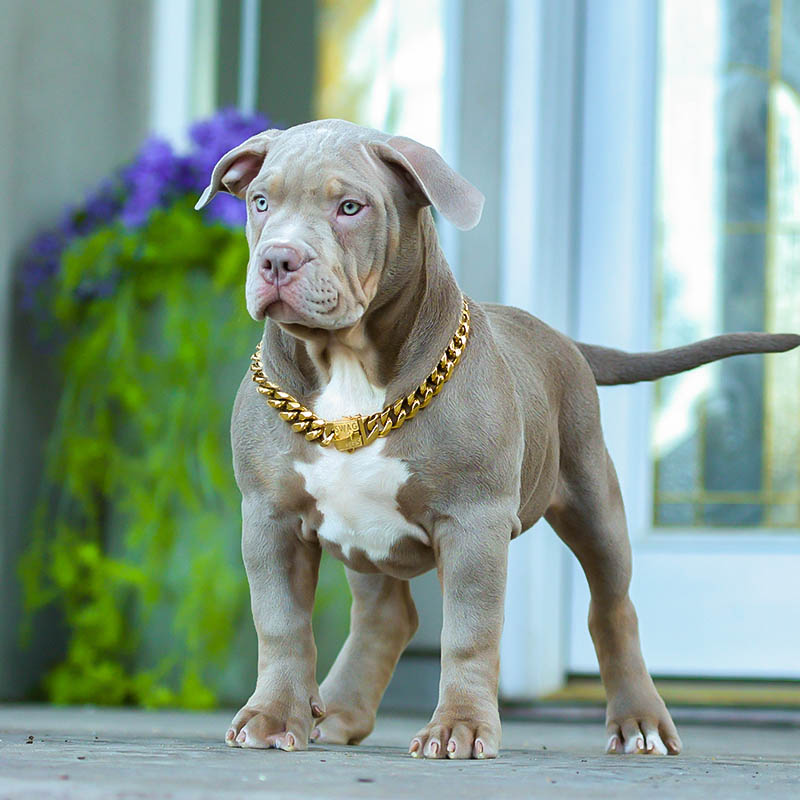 Red nose Pitbull puppy won 1st place on dog show