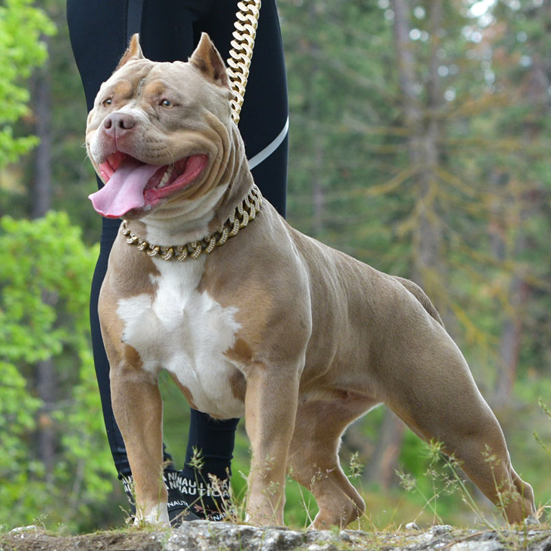 Huge Pitbull Puppies for sale. Blue Nose Pitbulls, Merle Tri Lilac ...