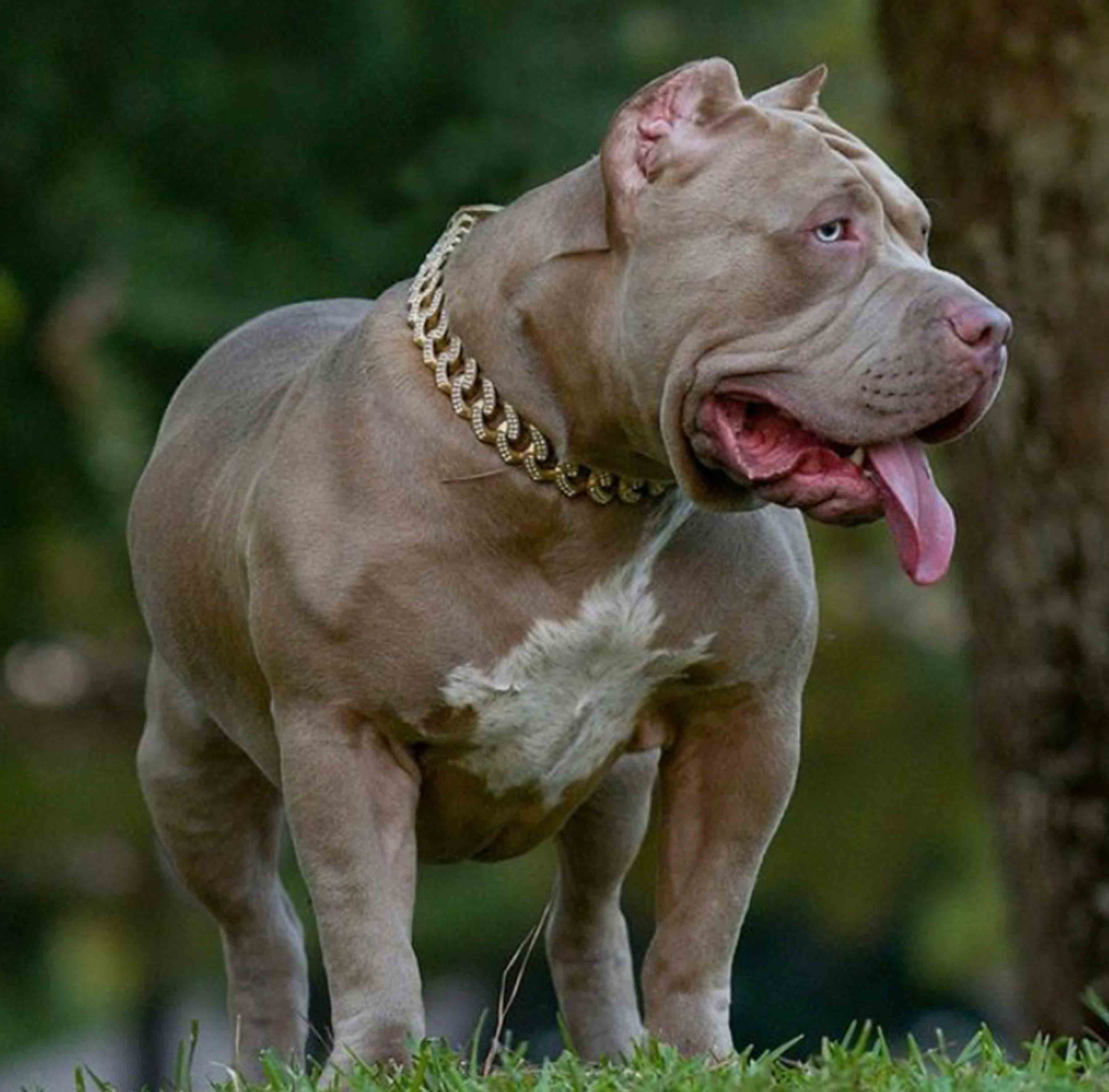 Pitbull Puppies for sale PROBULLS XXL PITBULLS FOR SALE XL american bulli.....