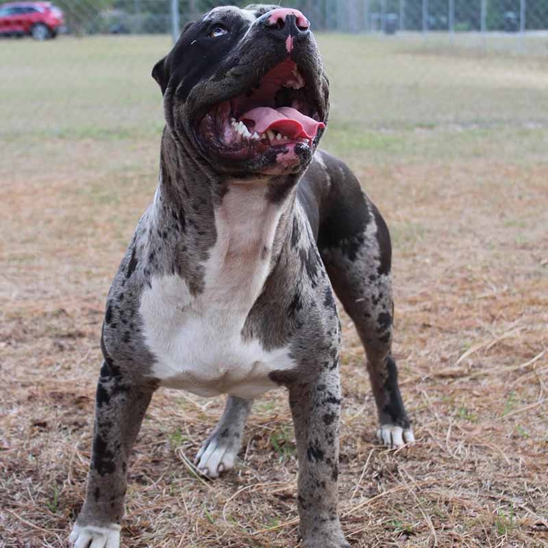 Lilac tri american bully with perfect structure