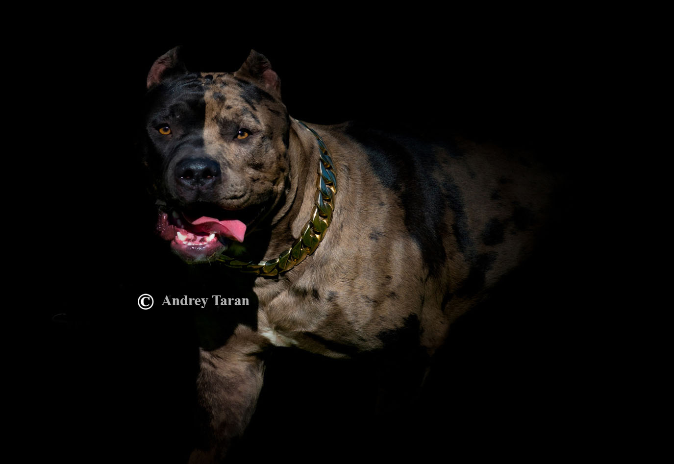 top american bully kennels