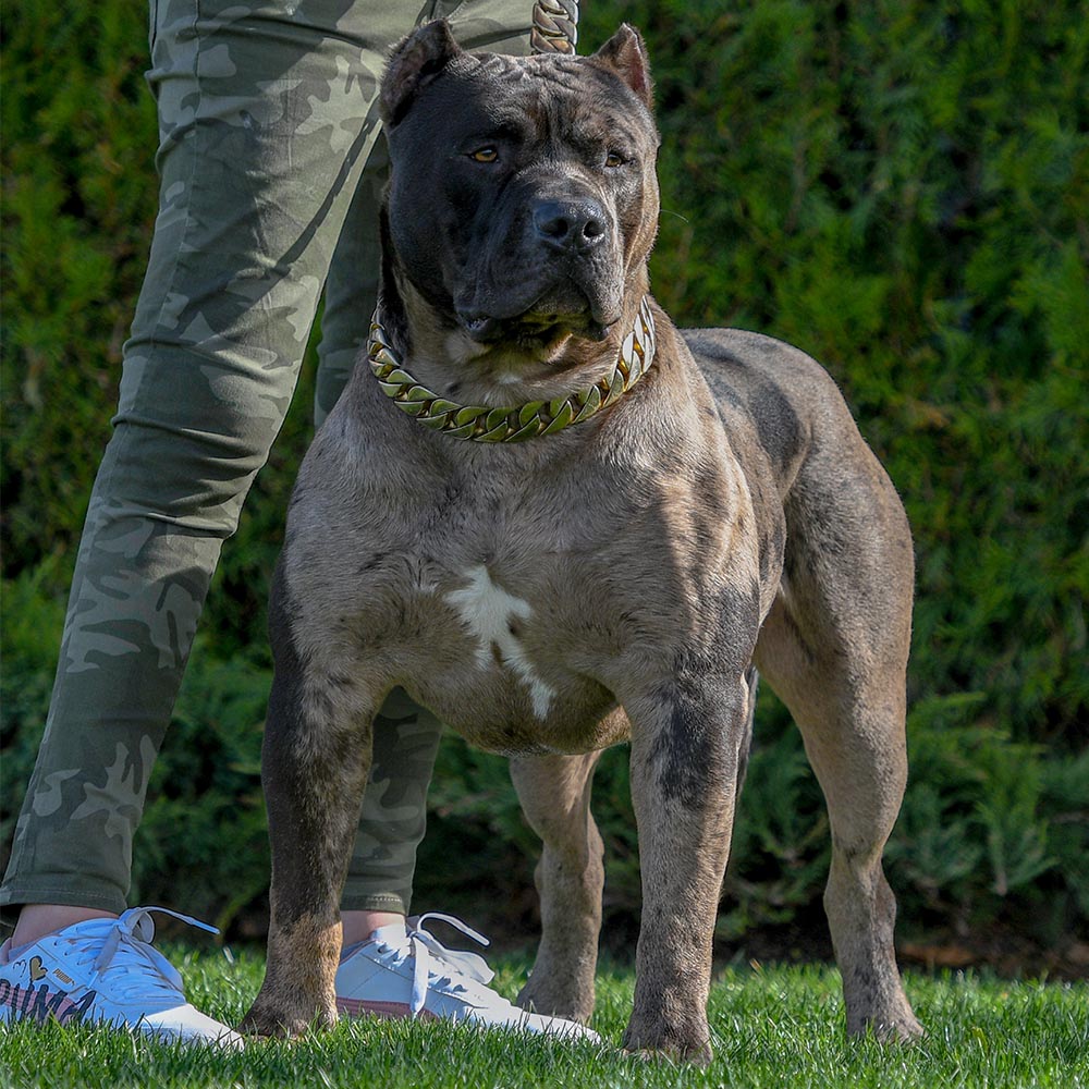 XXL Merle Bully Pitbull Stud And Pitbull Puppies for Sale