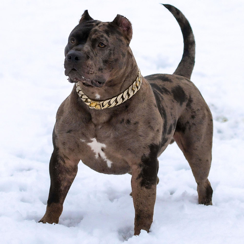Lilac tri american bully with perfect structure