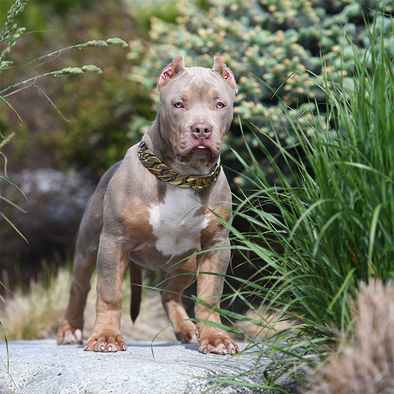 XL Lilac tri pitbull puppy with huge muscles