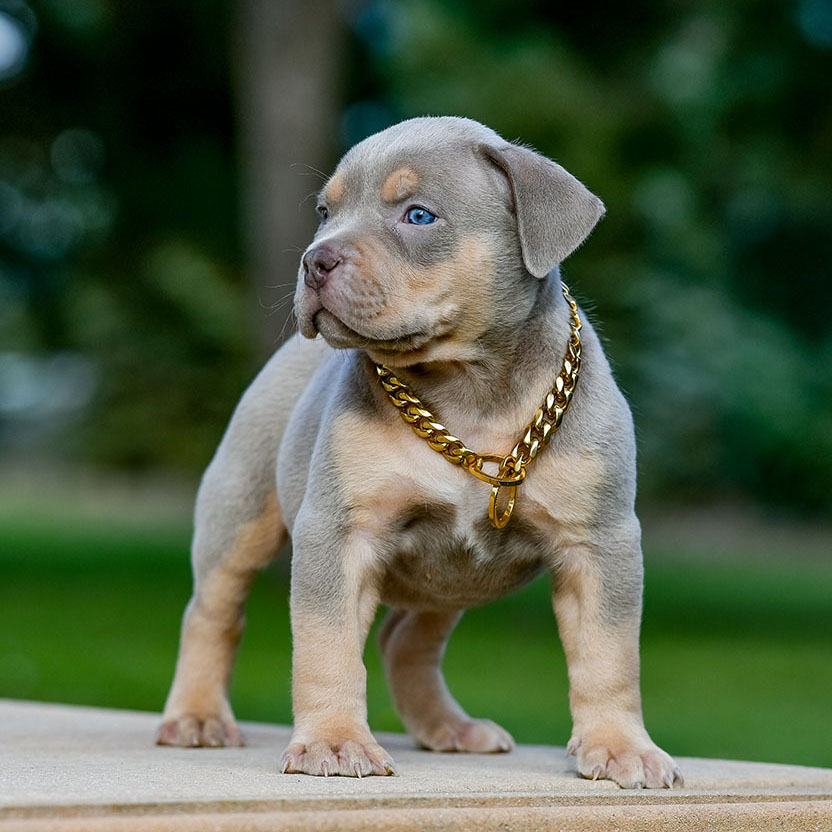 Huge Pitbull Puppies for sale. Blue Nose Pitbulls, Merle Tri Lilac