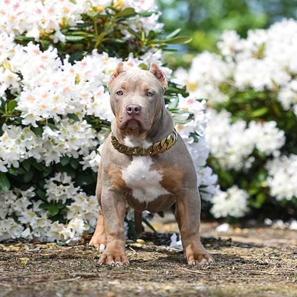 Beautiful Pitbull Puppy with champion bloodline sitting in the white flowers