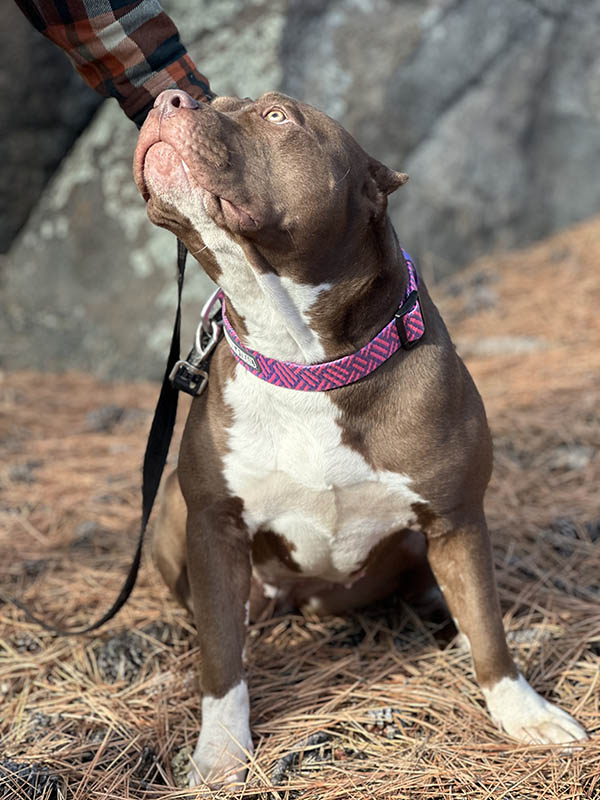 Available XXL Black tri american bully puppy for sale with huge muscles