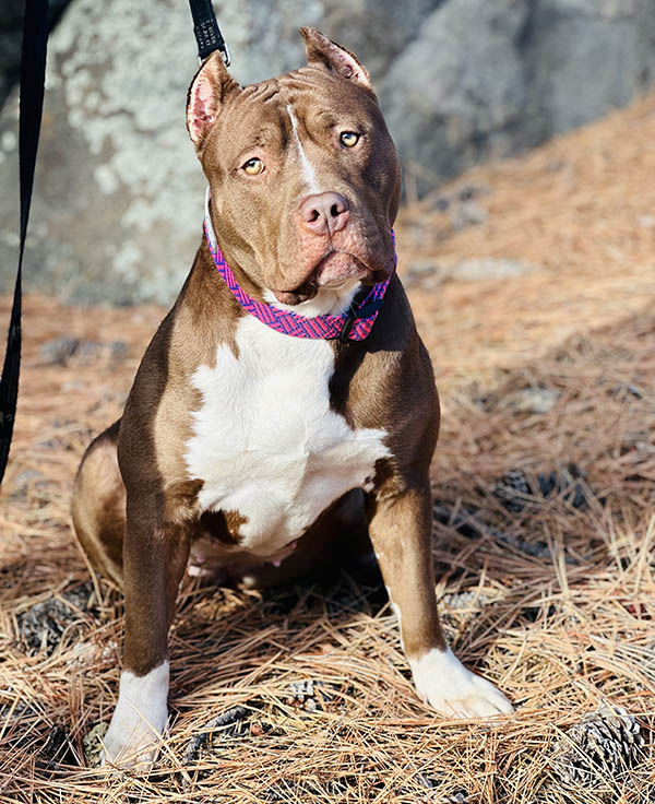 Available XXL Black tri american bully puppy for sale with huge muscles