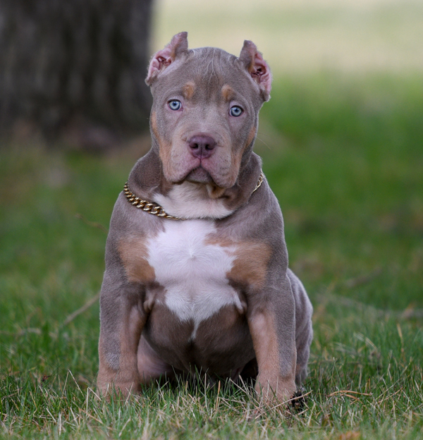 XXL Merle Tri Blue Pitbull Bully Females-Swag Kennels