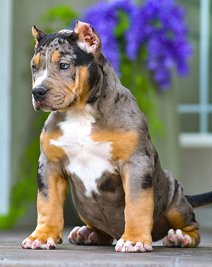 XXL Biggest Pitbulls Bully Breeder Merle Puppies for sale Extreem structure
