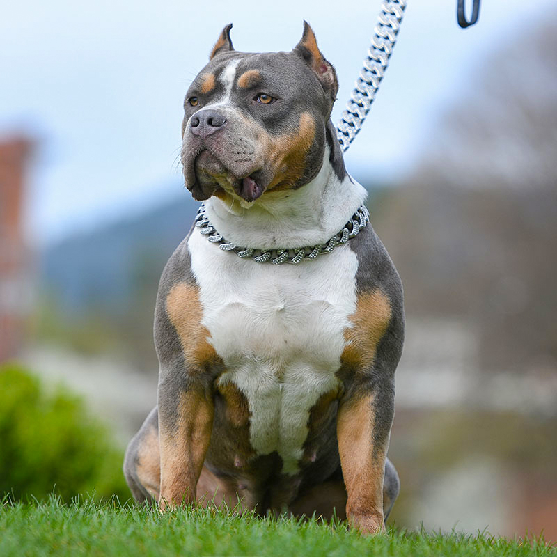 XXL Blue tri American bully with huge muscles