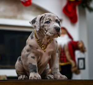 Blue merle tri american bully female puppy