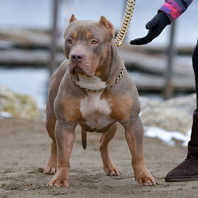 Huge Pitbull Puppies for sale. Blue Nose Pitbulls, Merle Tri Lilac ...