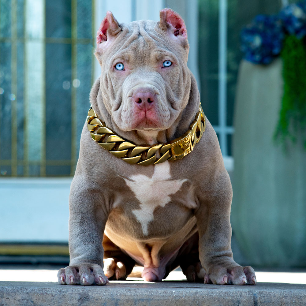 XXL Biggest Pitbulls Bully Breeder Merle Puppies for sale Extreem structure