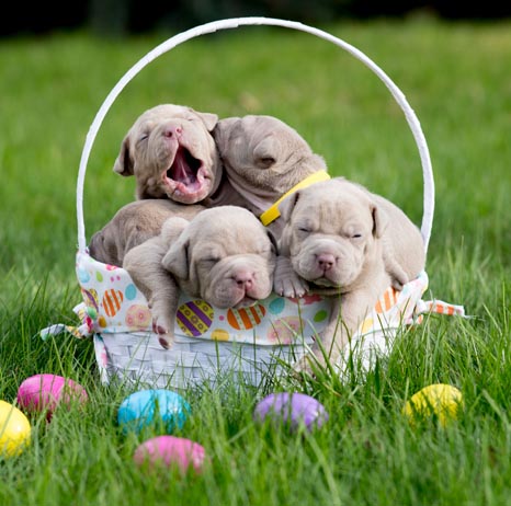 Basket with Red Nose Pitbull Puppies on the grass at Swag Kennels