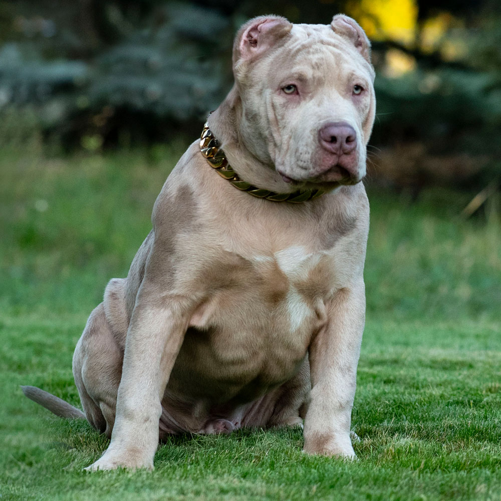 bully dogs for sale